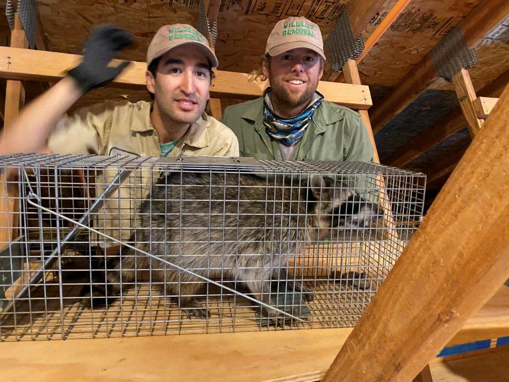 Knoxville raccoon trapping